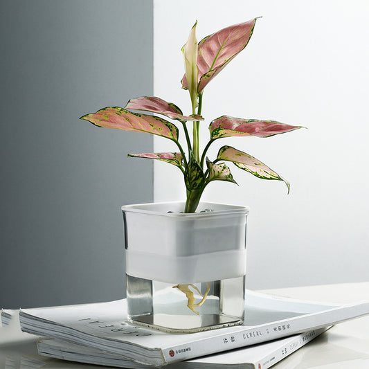 Green Radish Hydroponic Flowerpot Plastic Transparent Visible Plant Flowerpot