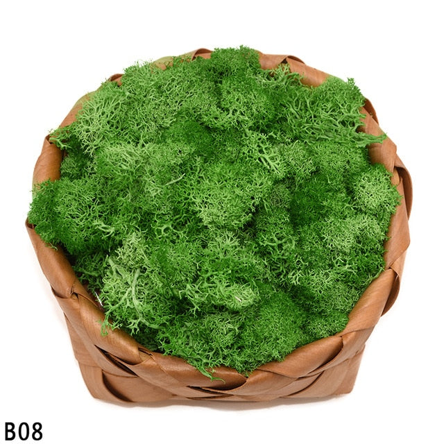 Artificial Plant Eternal Life Moss
