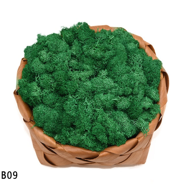 Artificial Plant Eternal Life Moss