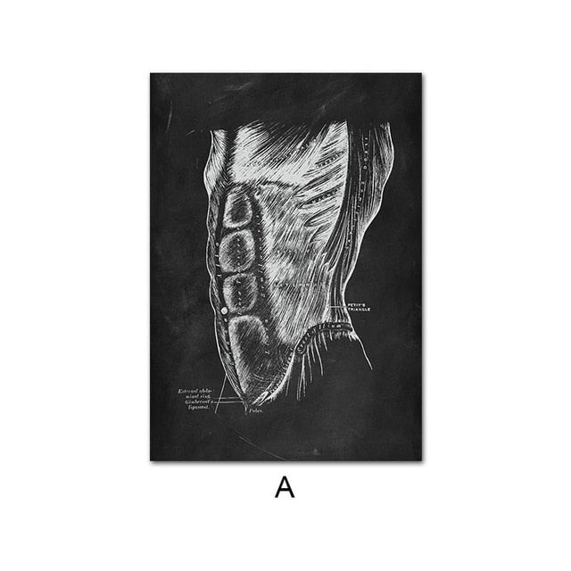 Human Anatomy Artwork Wall Picture