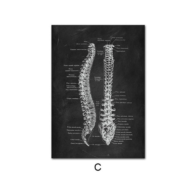Human Anatomy Artwork Wall Picture