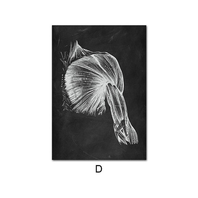 Human Anatomy Artwork Wall Picture