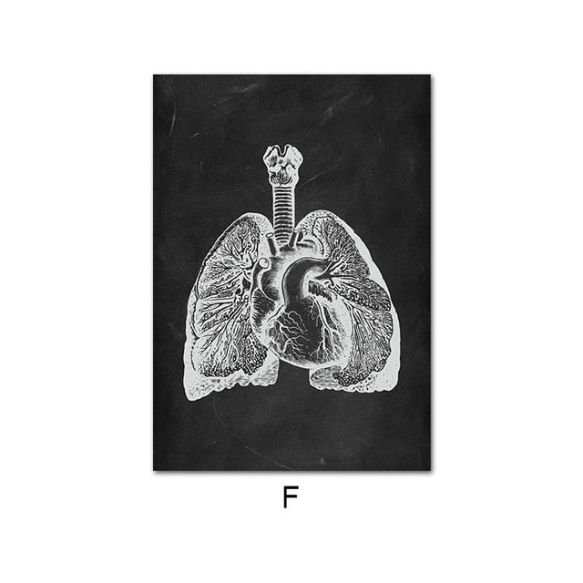 Human Anatomy Artwork Wall Picture
