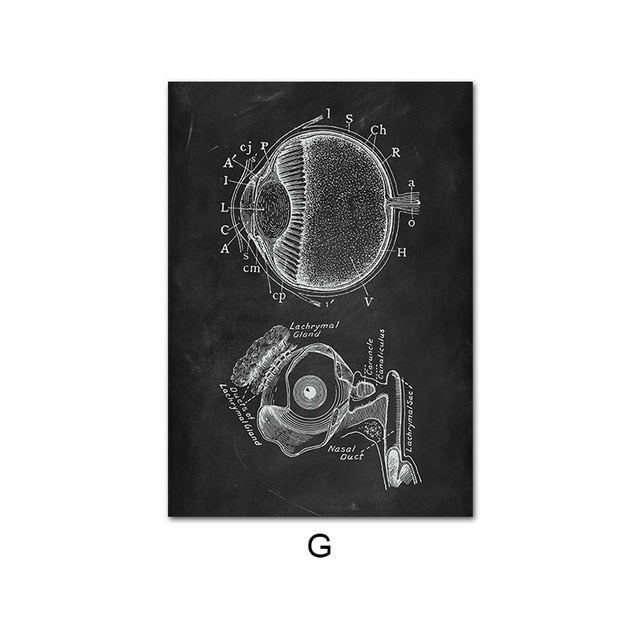 Human Anatomy Artwork Wall Picture