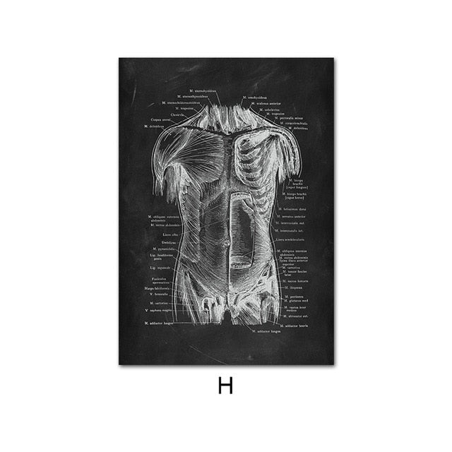 Human Anatomy Artwork Wall Picture
