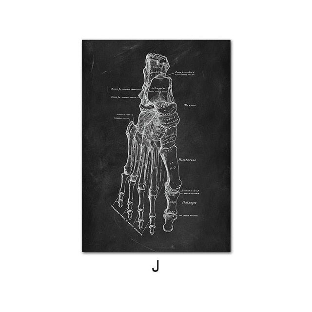 Human Anatomy Artwork Wall Picture