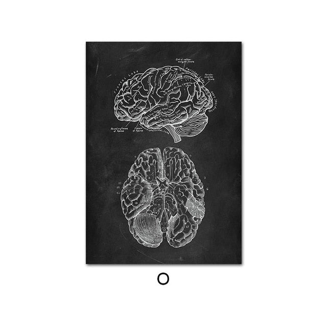 Human Anatomy Artwork Wall Picture