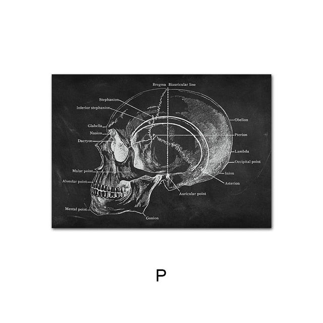 Human Anatomy Artwork Wall Picture