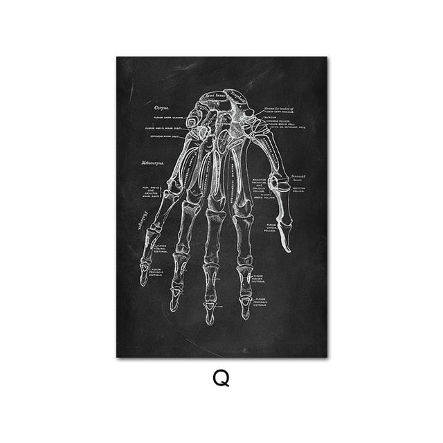 Human Anatomy Artwork Wall Picture