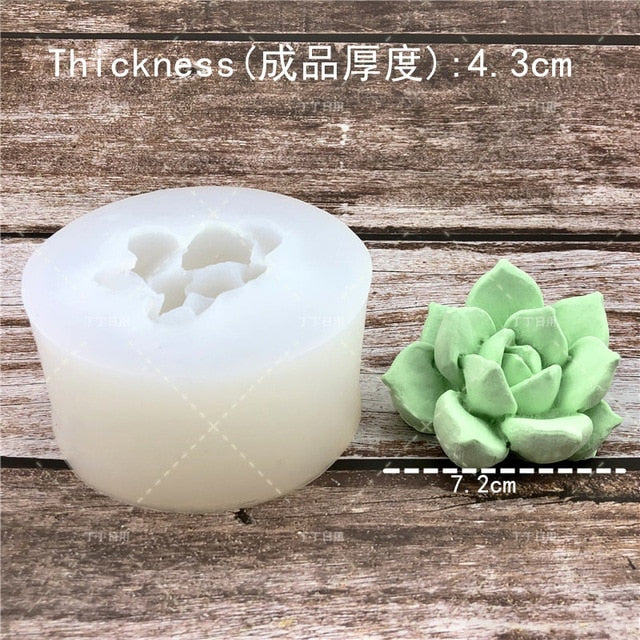 Succulent Plants Making Concrete Silicone