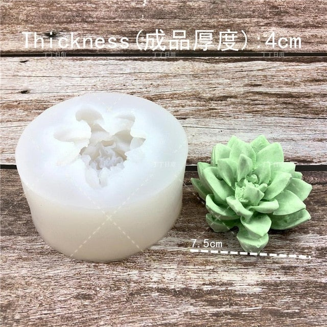Succulent Plants Making Concrete Silicone