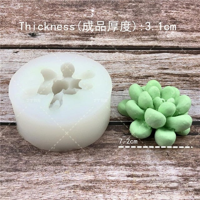 Succulent Plants Making Concrete Silicone