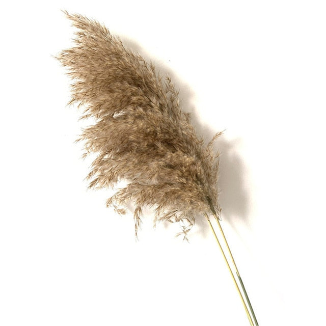 Pampas Dried Flowers Bunch Feather