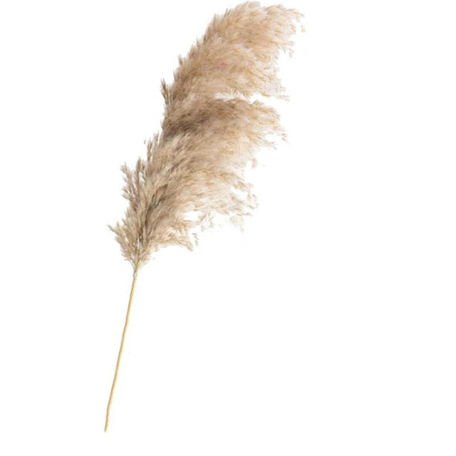 Pampas Dried Flowers Bunch Feather
