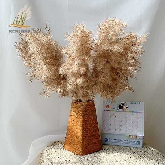 Pampas Dried Flowers Bunch Feather