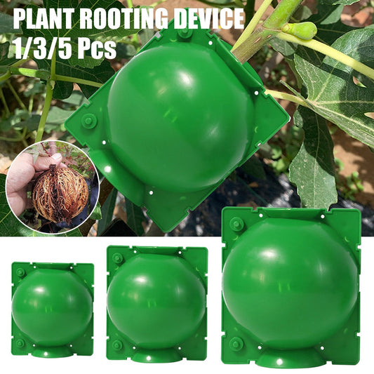 Plant Root Growing Box Gardening