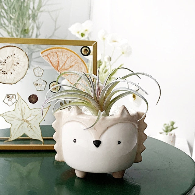 Cartoon Succulent Ceramic Flower Pot